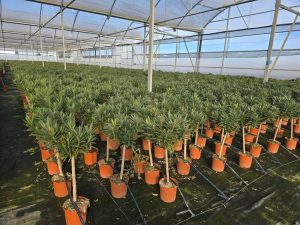 Laurier-rose sur tige – Nerium oleander – Hauteur 90–110 cm – Couleur rouge – Plante d’extérieur – Persistante en hiver