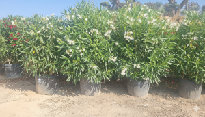 Laurier-rose – Nerium oleander – Couleur blanche – Hauteur 220–240 cm – Plante d’extérieur – Persistante en hiver