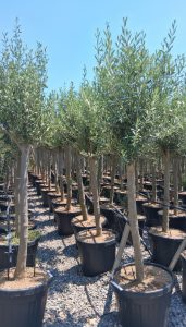 Olivier méditerranéen Olea europaea 170 cm – Résistant au gel jusqu’à -18 °C – Ambiance méditerranéenne pour le jardin et la terrasse - 15 ans