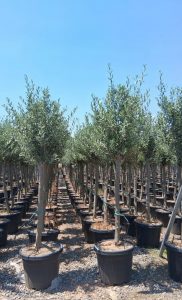 Olivier méditerranéen Olea europaea 170 cm – Résistant au gel jusqu’à -18 °C – Ambiance méditerranéenne pour le jardin et la terrasse - 15 ans