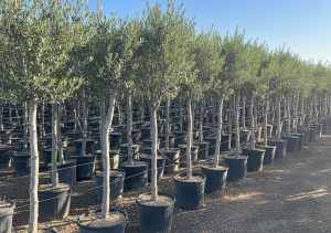Olivier méditerranéen Olea europaea 170 cm – Résistant au gel jusqu’à -18 °C – Ambiance méditerranéenne pour le jardin et la terrasse - 15 ans
