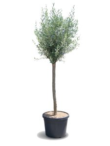 Olivier méditerranéen Olea europaea 170 cm – Résistant au gel jusqu’à -18 °C – Ambiance méditerranéenne pour le jardin et la terrasse - 15 ans