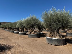 Olivier Olea Europaea Bonsaï résistant au froid - 250 cm - Olivier vieux de 275 ans - fruit
