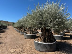 Olivier Olea Europaea Bonsaï résistant au froid - 250 cm - Olivier vieux de 275 ans - fruit
