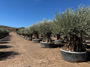 Olivier Olea Europaea Bonsaï résistant au froid - 250 cm - Olivier vieux de 275 ans - fruit
