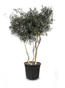 Olivier Olea Europaea en forme d'arbuste - Buisson - 180-200 cm de haut - 20 ans - Olea europaea - Résistant au froid jusqu'à -18 ans