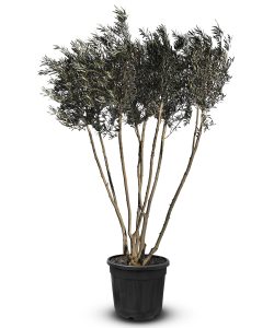 Olivier Olea Europaea en forme d'arbuste - Buisson - 220-240 cm de haut - 30 ans - Olea europaea - Résistant au froid jusqu'à -18 ans
