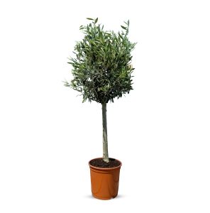 Olivier méditerranéen Olea europaea 100 cm – Résistant au gel jusqu’à -18 °C – Ambiance méditerranéenne pour le jardin et la terrasse – 10 ans