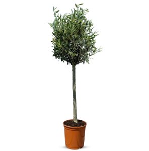 Olivier méditerranéen Olea europaea 130 cm – Résistant au gel jusqu’à -18 °C – Ambiance méditerranéenne pour le jardin et la terrasse