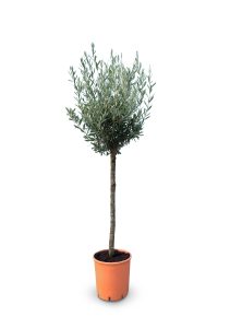 Olivier méditerranéen Olea europaea 160 cm – Résistant au gel jusqu’à -18 °C – Ambiance méditerranéenne pour le jardin et la terrasse