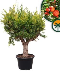 Sunny Tree – Grenadier 50 ans – Résistant au froid – Arbre fruitier – Punica granatum – Hauteur 240 centimètres – Qualité A+