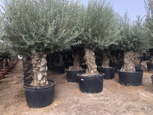 Olivier rustique à feuilles persistantes Bonsai - Olea Europea - 250 centimètres avec pot - 120 ans - A+