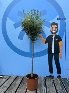 Olivier méditerranéen Olea europaea 160 cm – Résistant au gel jusqu’à -18 °C – Ambiance méditerranéenne pour le jardin et la terrasse