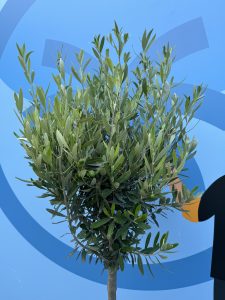 Olivier méditerranéen Olea europaea 160 cm – Résistant au gel jusqu’à -18 °C – Ambiance méditerranéenne pour le jardin et la terrasse