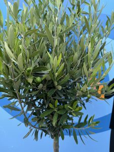 Olivier méditerranéen Olea europaea 160 cm – Résistant au gel jusqu’à -18 °C – Ambiance méditerranéenne pour le jardin et la terrasse