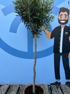 Olivier méditerranéen Olea europaea 160 cm – Résistant au gel jusqu’à -18 °C – Ambiance méditerranéenne pour le jardin et la terrasse