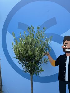 Olivier méditerranéen Olea europaea 160 cm – Résistant au gel jusqu’à -18 °C – Ambiance méditerranéenne pour le jardin et la terrasse