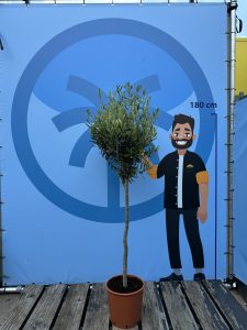 Olivier méditerranéen Olea europaea 160 cm – Résistant au gel jusqu’à -18 °C – Ambiance méditerranéenne pour le jardin et la terrasse