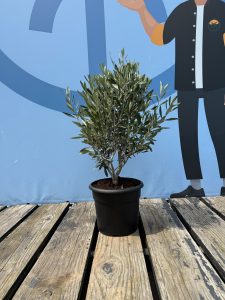 Olivier Olea Europea Arbuste Résistant Froid Feuillage Persistant Décoration Extérieure Méditerranéenne 80-100cm