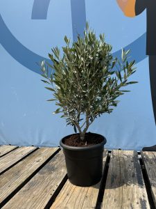 Olivier Olea Europea Arbuste Résistant Froid Feuillage Persistant Décoration Extérieure Méditerranéenne 80-100cm