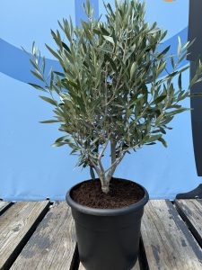 Olivier Olea Europea Arbuste Résistant Froid Feuillage Persistant Décoration Extérieure Méditerranéenne 80-100cm