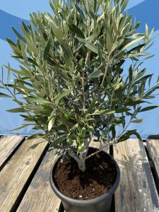 Olivier Olea Europea Arbuste Résistant Froid Feuillage Persistant Décoration Extérieure Méditerranéenne 80-100cm