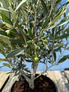 Olivier Olea Europea Arbuste Résistant Froid Feuillage Persistant Décoration Extérieure Méditerranéenne 80-100cm