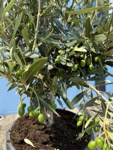 Olivier Olea Europea Arbuste Résistant Froid Feuillage Persistant Décoration Extérieure Méditerranéenne 80-100cm