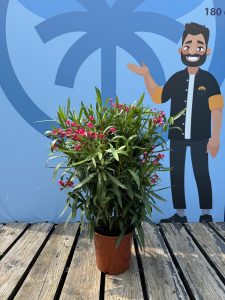 Laurier-rose – Nerium oleander – Couleur rouge – Hauteur 80–100 cm – Plante d’extérieur – Persistante en hiver