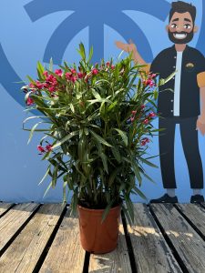 Laurier-rose – Nerium oleander – Couleur rouge – Hauteur 80–100 cm – Plante d’extérieur – Persistante en hiver