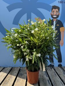 Laurier-rose – Nerium oleander – Couleur blanche – Hauteur 100–120 cm – Plante d’extérieur – Persistante en hiver