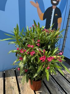 Laurier-rose – Nerium oleander – Couleur rouge – Hauteur 80–100 cm – Plante d’extérieur – Persistante en hiver