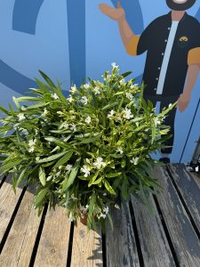 Laurier-rose – Nerium oleander – Couleur blanche – Hauteur 100–120 cm – Plante d’extérieur – Persistante en hiver