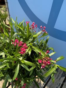 Laurier-rose – Nerium oleander – Couleur rouge – Hauteur 80–100 cm – Plante d’extérieur – Persistante en hiver