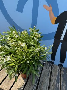 Laurier-rose – Nerium oleander – Couleur blanche – Hauteur 100–120 cm – Plante d’extérieur – Persistante en hiver