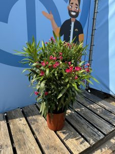 Laurier-rose – Nerium oleander – Couleur rouge – Hauteur 80–100 cm – Plante d’extérieur – Persistante en hiver