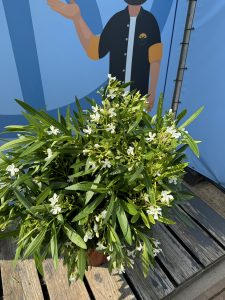 Laurier-rose – Nerium oleander – Couleur blanche – Hauteur 100–120 cm – Plante d’extérieur – Persistante en hiver