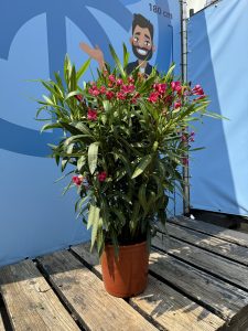 Laurier-rose – Nerium oleander – Couleur rouge – Hauteur 80–100 cm – Plante d’extérieur – Persistante en hiver