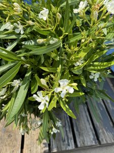 Laurier-rose – Nerium oleander – Couleur blanche – Hauteur 100–120 cm – Plante d’extérieur – Persistante en hiver