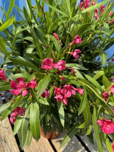Laurier-rose – Nerium oleander – Couleur rouge – Hauteur 80–100 cm – Plante d’extérieur – Persistante en hiver