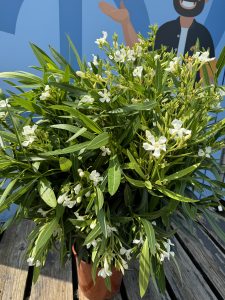 Laurier-rose – Nerium oleander – Couleur blanche – Hauteur 100–120 cm – Plante d’extérieur – Persistante en hiver