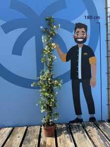 Jasmin toscan - 4 pièces de jasmin, jasmin toscan, Trachelospermum Jasminoides, 160 cm, plante grimpante, résistant au froid, A +