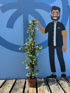 Jasmin toscan - 2 pièces de jasmin, jasmin toscan, Trachelospermum Jasminoides, 120 cm, plante grimpante, résistant au froid, A +