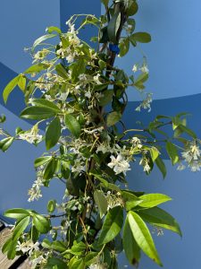 Jasmin toscan - 2 pièces de jasmin, jasmin toscan, Trachelospermum Jasminoides, 120 cm, plante grimpante, résistant au froid, A +