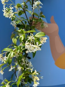 Jasmin toscan - 2 pièces de jasmin, jasmin toscan, Trachelospermum Jasminoides, 120 cm, plante grimpante, résistant au froid, A +