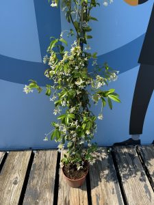 Jasmin toscan - 2 pièces de jasmin, jasmin toscan, Trachelospermum Jasminoides, 120 cm, plante grimpante, résistant au froid, A +