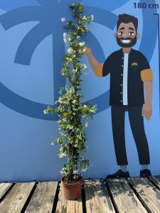 Jasmin toscan - 4 pièces de jasmin, jasmin toscan, Trachelospermum Jasminoides, 160 cm, plante grimpante, résistant au froid, A +