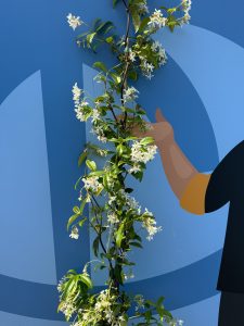 Jasmin toscan - 4 pièces de jasmin, jasmin toscan, Trachelospermum Jasminoides, 160 cm, plante grimpante, résistant au froid, A +