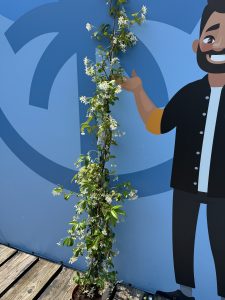 Jasmin toscan - 4 pièces de jasmin, jasmin toscan, Trachelospermum Jasminoides, 160 cm, plante grimpante, résistant au froid, A +