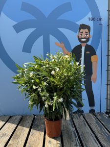 Laurier-rose – Nerium oleander – Couleur blanche – Hauteur 100–120 cm – Plante d’extérieur – Persistante en hiver